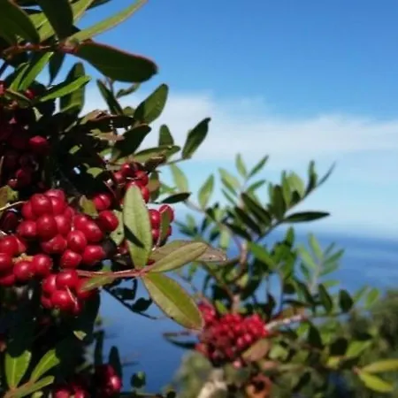 Il Vecchio Lentisco Daire